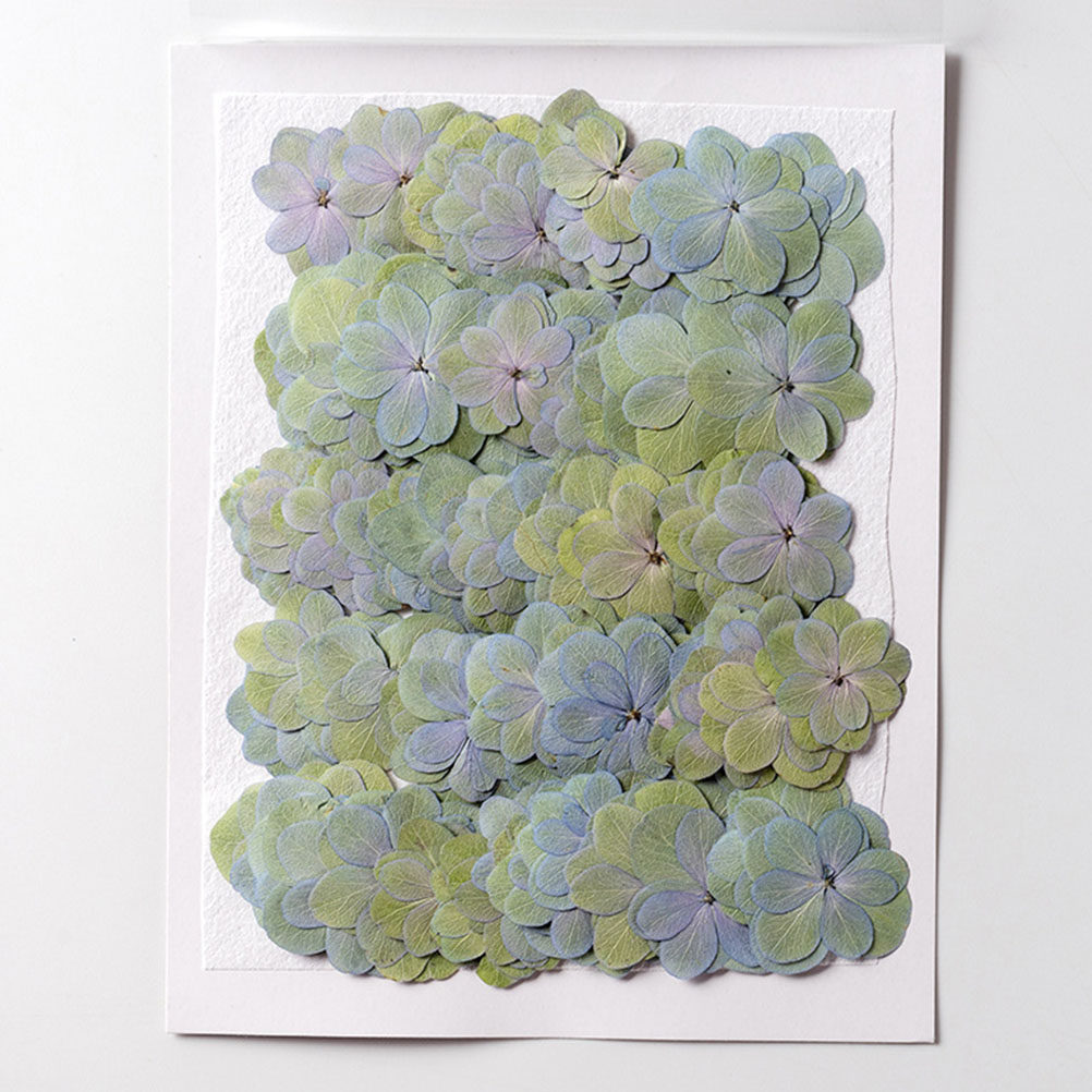 30 stuks veelkleurige geperste - Dried Flower Bulk recensie en prijs