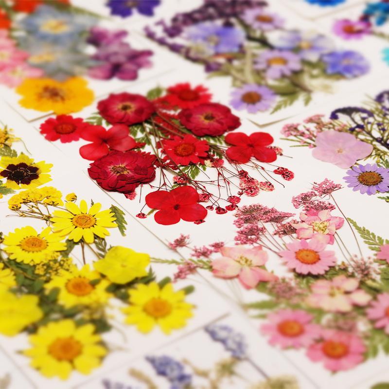 Echte natuurlijke gedroogde pl - Flower Preservation Resin recensie en prijs