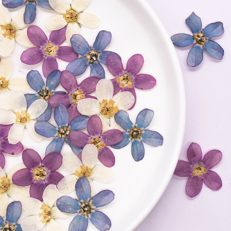 12 stuks, geperste blauwe ster - Dried Flower Bulk recensie en prijs