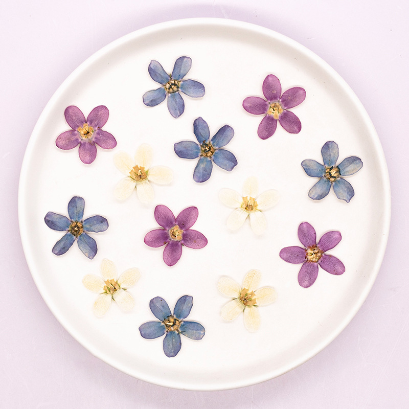 12 stuks, geperste blauwe ster - Dried Flower Bulk recensie en prijs