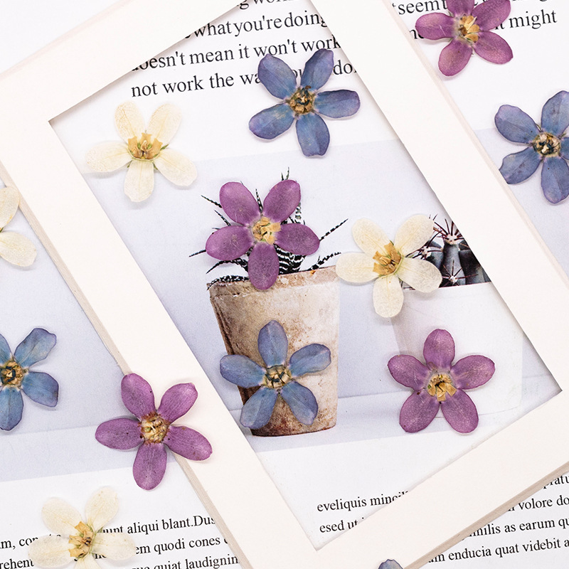 12 stuks, geperste blauwe ster - Dried Flower Bulk recensie en prijs