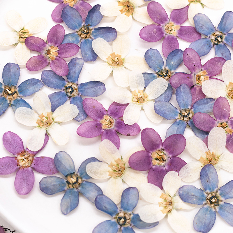 12 stuks, geperste blauwe ster - Dried Flower Bulk recensie en prijs