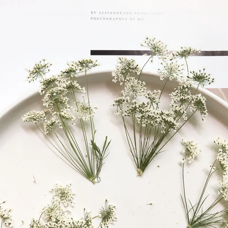 5-7 cm/12 stks, Sneeuw Kleine  - Dried Flower Bulk recensie en prijs