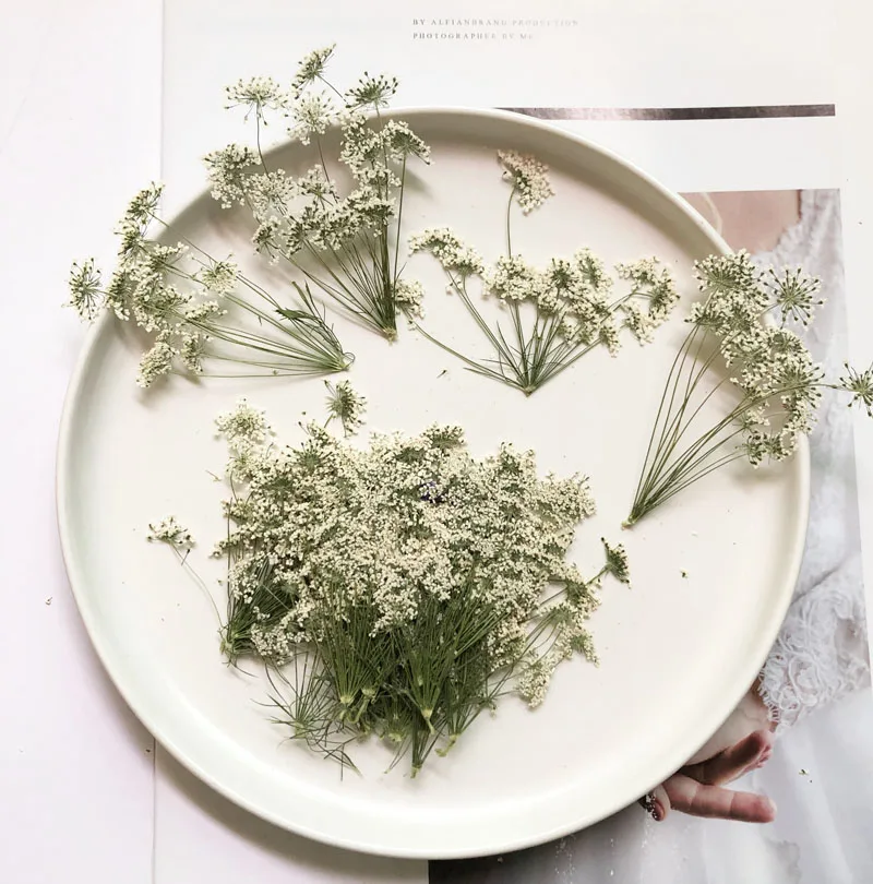 5-7 cm/12 stks, Sneeuw Kleine  - Dried Flower Bulk recensie en prijs