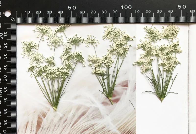 5-7 cm/12 stks, Sneeuw Kleine  - Dried Flower Bulk recensie en prijs